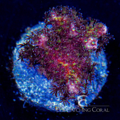 ECC Jasmine Dragon Pocillopora