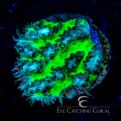 ECC Luminous Hydnophora
