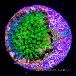 ECC Strikefire Stylocoeniella