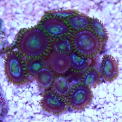 OGA Green Multi Zoanthid