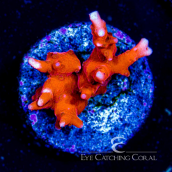 ECC Jason Fox TNT Anacropora