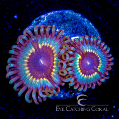 ECC Vamps In Drag Zoanthid