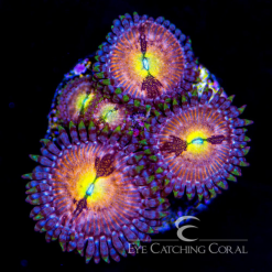 TG Sakura Zoanthid