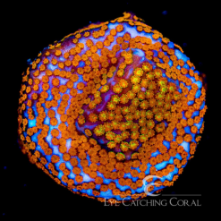 ECC Hellfire Montipora - Limit 1