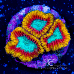ECC Icy Hot Micro Favia