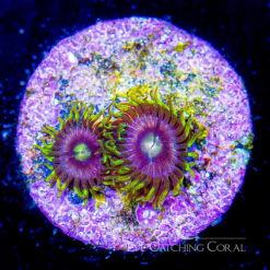 ECC Mister Twister Zoanthid