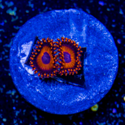 ECC Orange Oxide Zoanthid