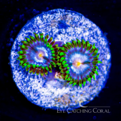 ECC Polar Vortex Zoanthid