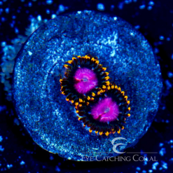 ECC Sunburst Zoanthid