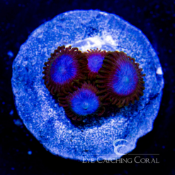 ECC Tubbs Blue Zoanthid