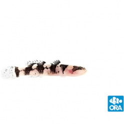 ORA Jaguar Goby Captive-Bred