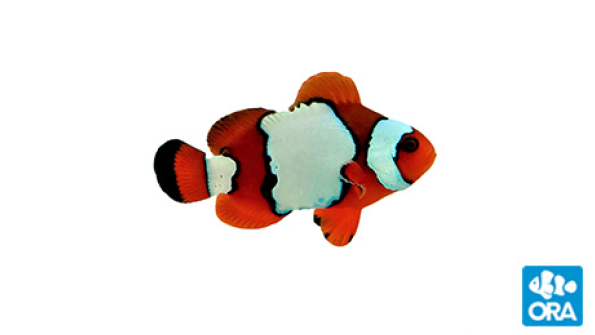 lightning maroon clownfish