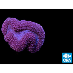 ORA MIMF Mandarin Lobophyllia Coral