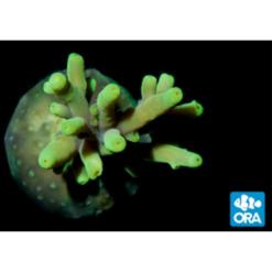 ORA Aquaculture MIMF Smooth Green Acropora