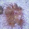OGA Yellow Polyp Coral