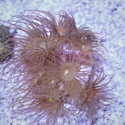 OGA Yellow Polyp Coral