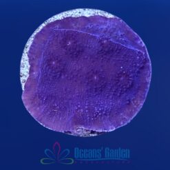 OGA Moonberry Chalice - Limit 1 Special
