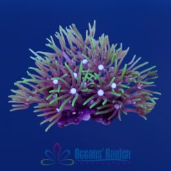 OGA Daisy Green Star Polyps