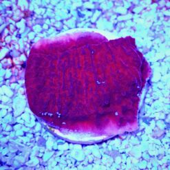 Alternative view of OGA Red Cap Montipora
