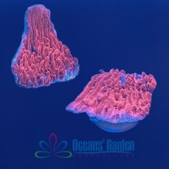 OGA Red Cap Montipora