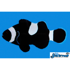 S&R Darwin Misbar Clownfish- Captive Bred