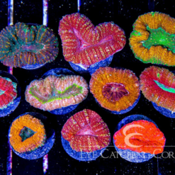 ECC Assorted Lobophyllia Frag