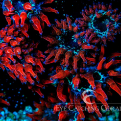 ECC Black Widow Bubble Tip Anemone