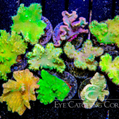 ECC Indo Cabbage Leather Frag