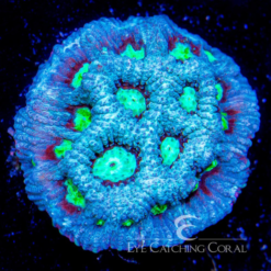 ECC Moon Stone Favia