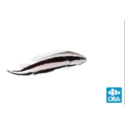 ORA Striped Dottyback Captive-Bred
