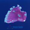 OGA Lucky Charms Scroll Coral - Limit 1 Special