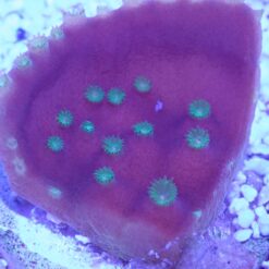 Alternative view of OGA Lucky Charms Scroll Coral - Limit 1 Special