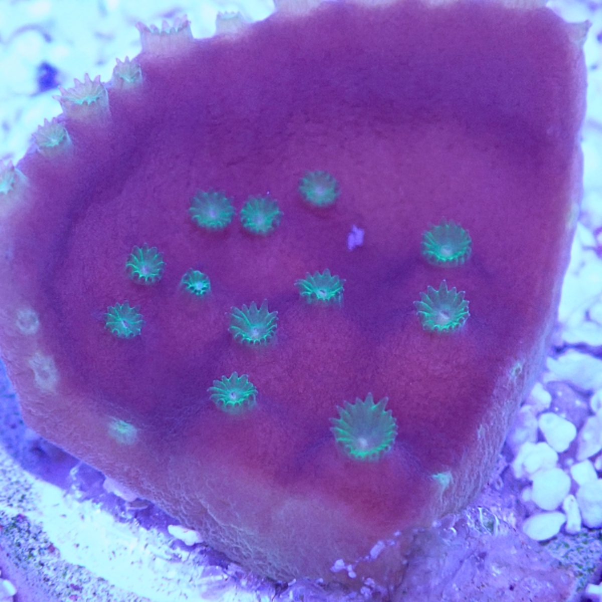 OGA Lucky Charms Scroll Coral - Limit 1 Special - Image 2