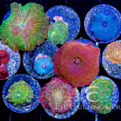 ECC Assorted Disco Mushroom