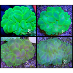ECC Metallic Green Bubble Coral