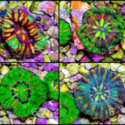 ECC Mini Grade A Scolymia Coral