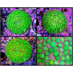 ECC Neon Green Helmet Fungia Plate Coral