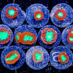 ECC Red Blastomussa Frag