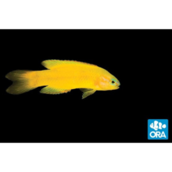 ORA Yellow Assessor Captive-Bred