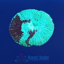 OGA Bottled Lightning Gonastrea