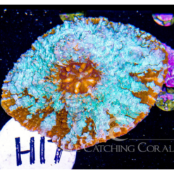 Blue Copper Fiji Chalice