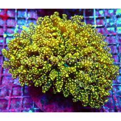 Electric Yellow Octospawn Show