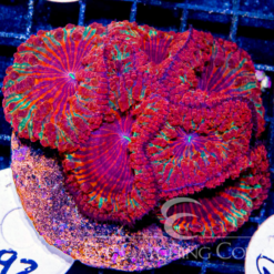 Eye Catcher Indo Blastomussa Wellsi Unreal!