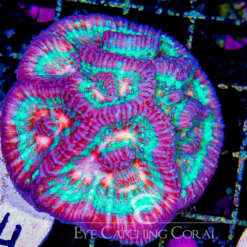 Mind Melt Aussie Symphyllia Wilsoni