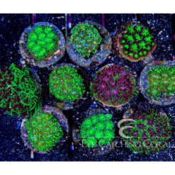 ECC Green Galaxea Frag