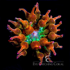 ECC Nexus Blaze Bubble Tip Anemone