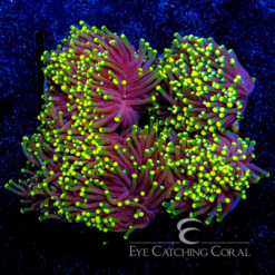 ECC Western Aussie Rasta Torch Frag