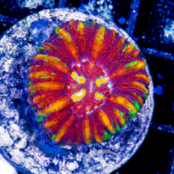 Magma Ultra Aussie Button Scolymia