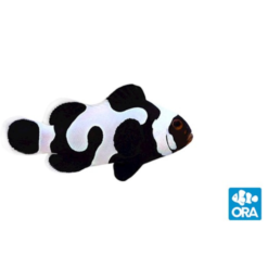 ORA Black Gladiator Clownfish Captive-Bred