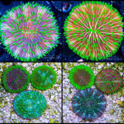 ECC Multicolor Green Fungia Plate Coral
